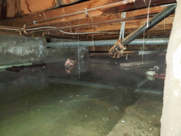 Best Flood damage cleanup  in , KY