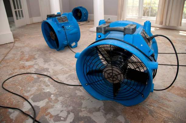 Best Mold removal after water damage  in , KY